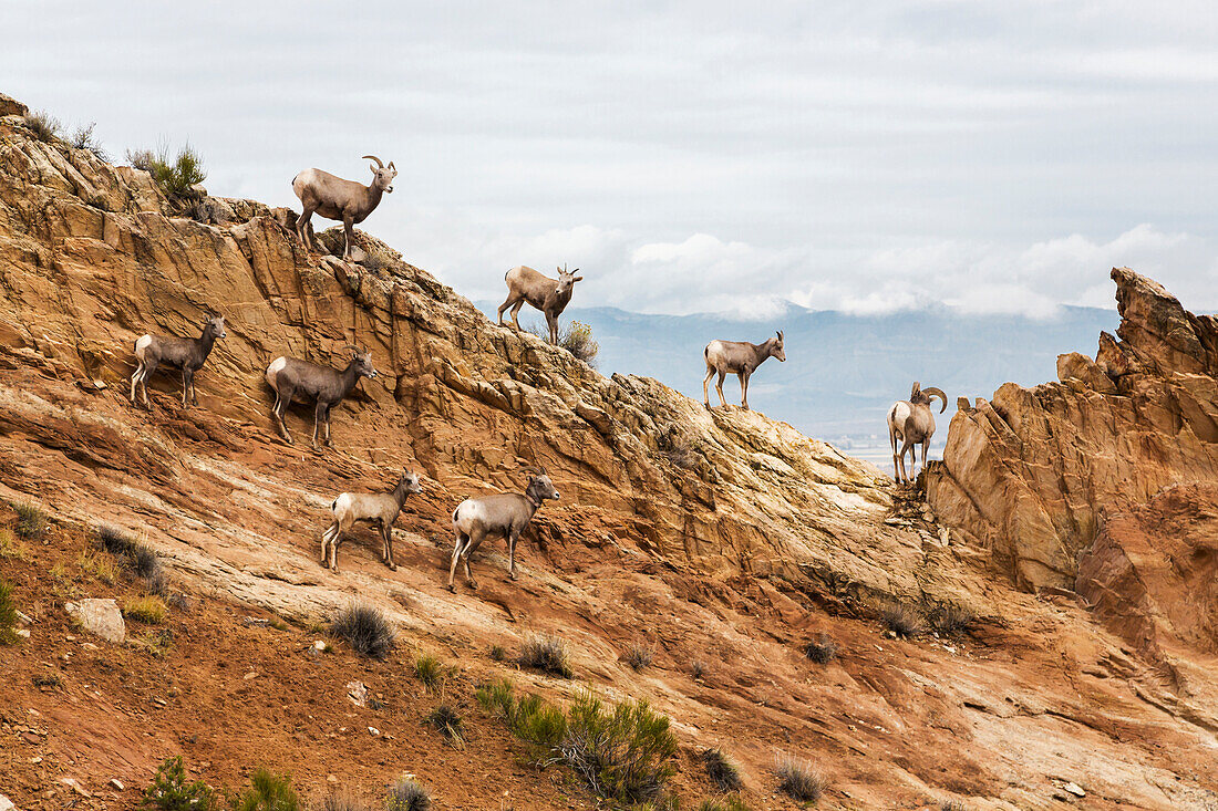 'A herd of desert Bighorn sheep (Ovis canadensis) ewes and rams standing on a rocky hillside in the Colorado National Monument in autumn; Grand Junction, Colorado, United States of America'
