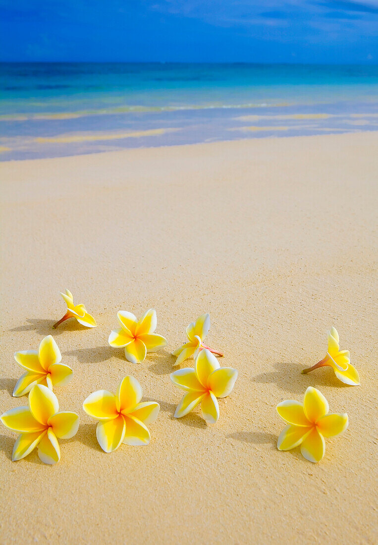 Hawaii, yellow plumeria flowers on the beach.