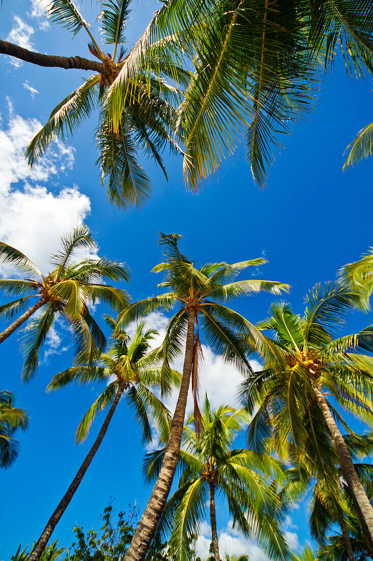 Hawaii, Lanai, Manele Bay, Tall palm trees and blue sky, View from below.