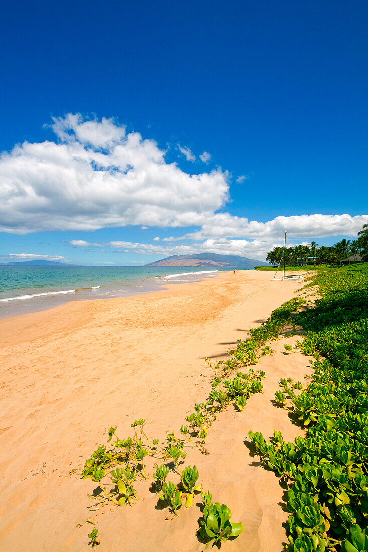Hawaii, Maui, Wailea, Keawakapu Beach, Foliage on beach, Catamarans in distance.