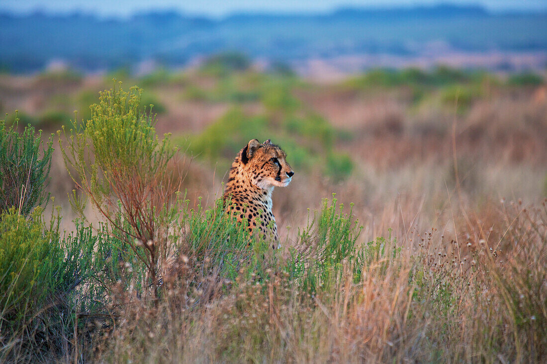 'Cheetah sitting in the tall grass; South Africa'