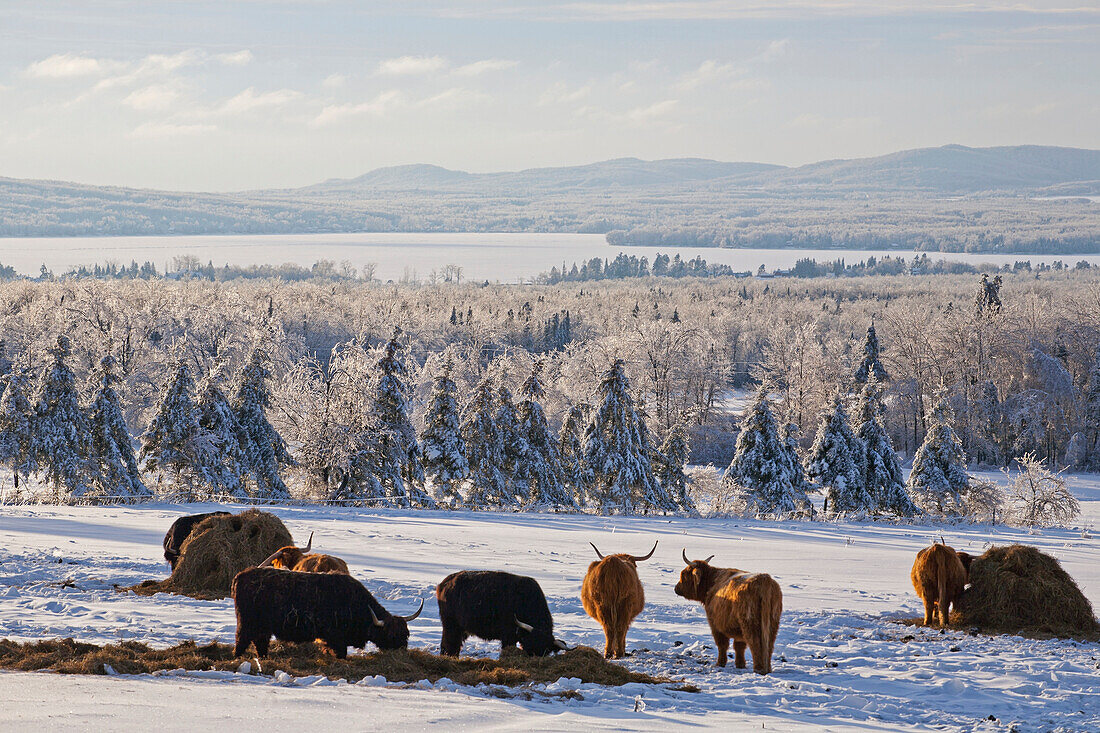 'Highland cattle in a meadow in winter; West Bolton, Quebec, Canada'