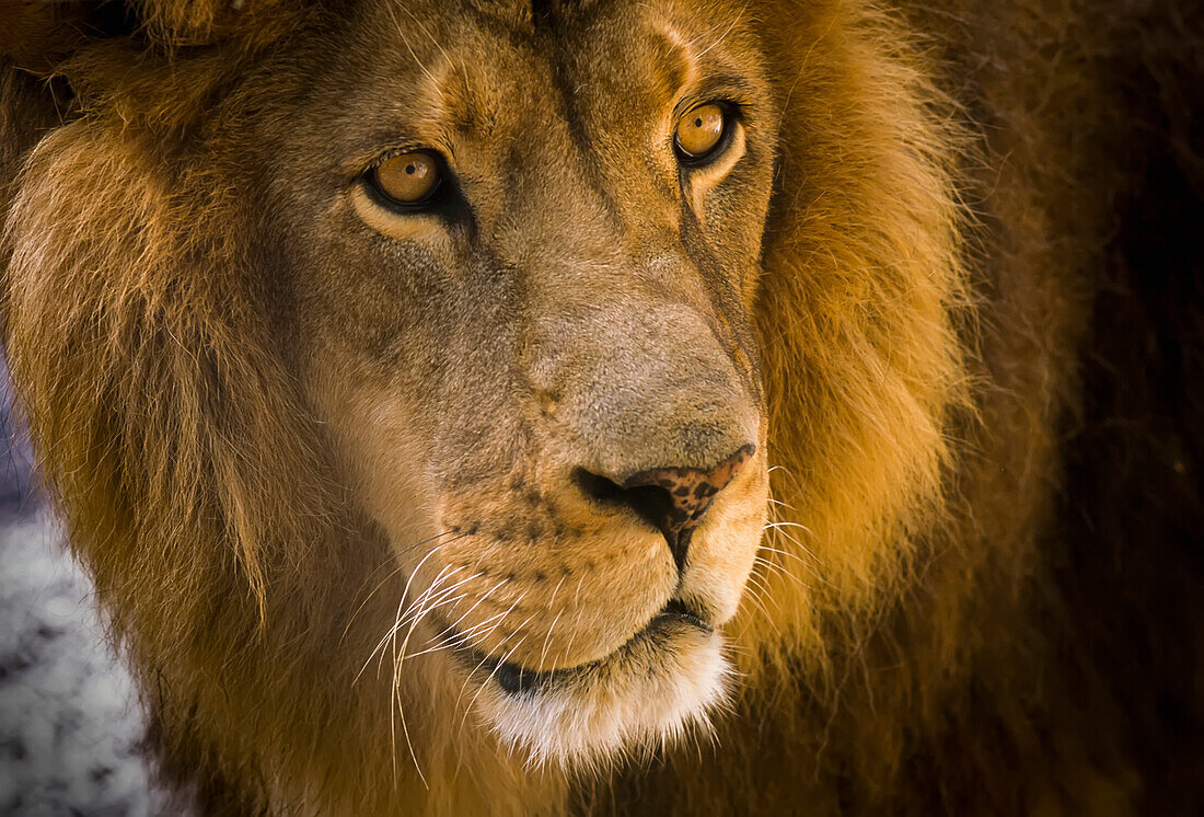 'A male lion (Panthera leo) hangs out at the petting zoo; Bandon, Oregon, United States of America'