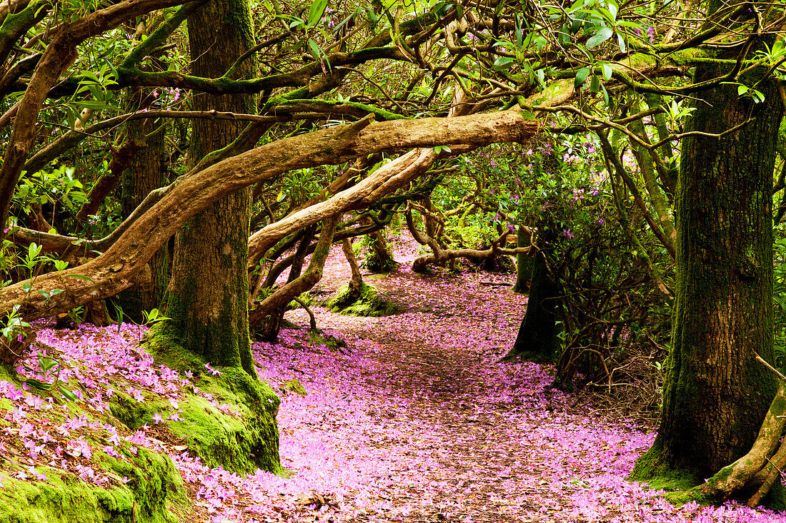 'A path in a forest covered with pink flower petals, Reenagross; Kenmare, County Kerry, Ireland'