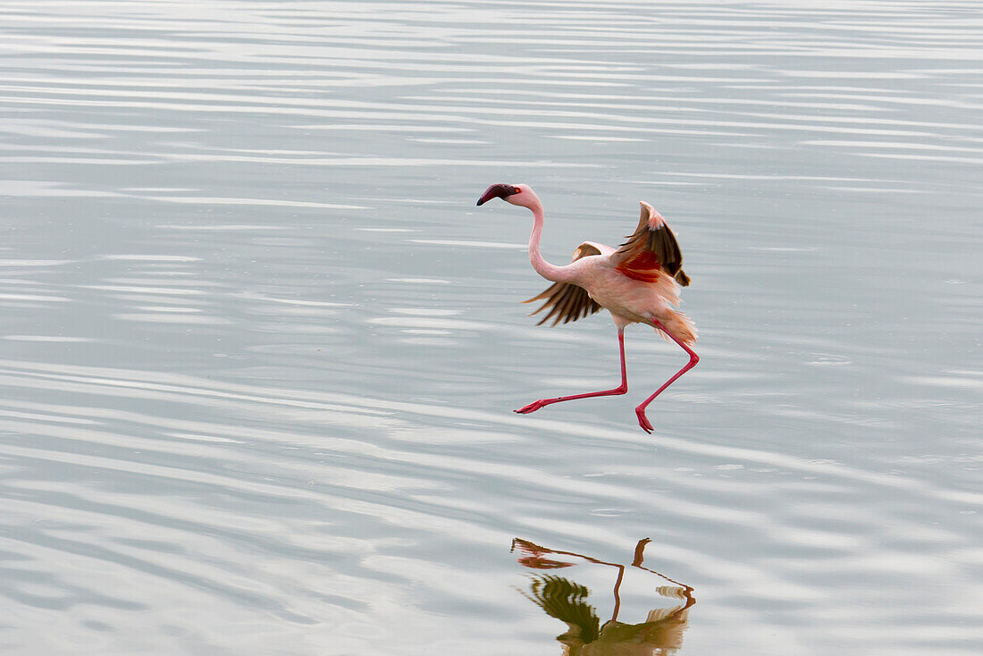 'Lesser Flamingos (Phoenicopterus minor) work on their flights in Arusha National Park in winter; Tanzania'