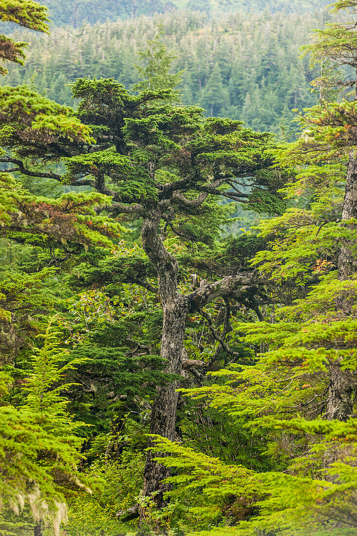 'Old knarly twisted Hemlock tree, Prince William Sound, Cordova Alaska; Alaska, United States of America'