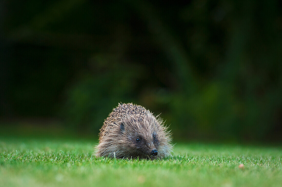 'Hedgehog in a garden; Dorset, England'