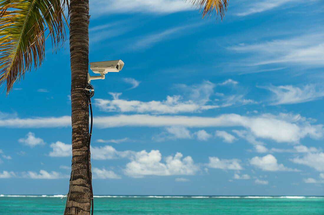'Palm tree with CCTV camera attached to it on beach; Republic of Mauritius'