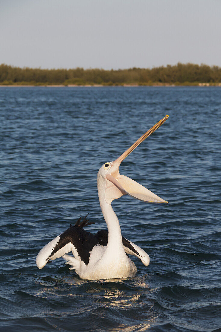 'A pelican on the water with beak open wide; Queensland, Australia'