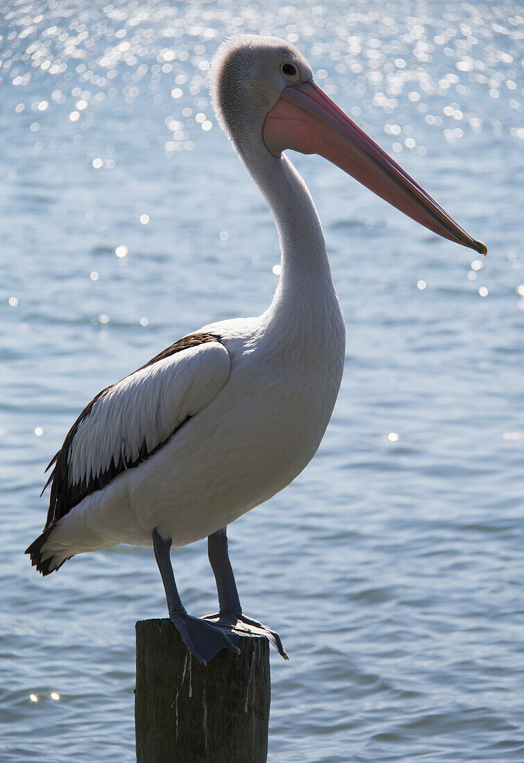 'A pelican perched on a piling on the water; Queensland, Australia'