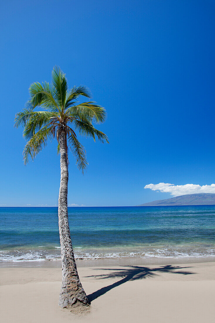 'Puamana Beach with a lone palm tree; Maui, Hawaii, United States of America'