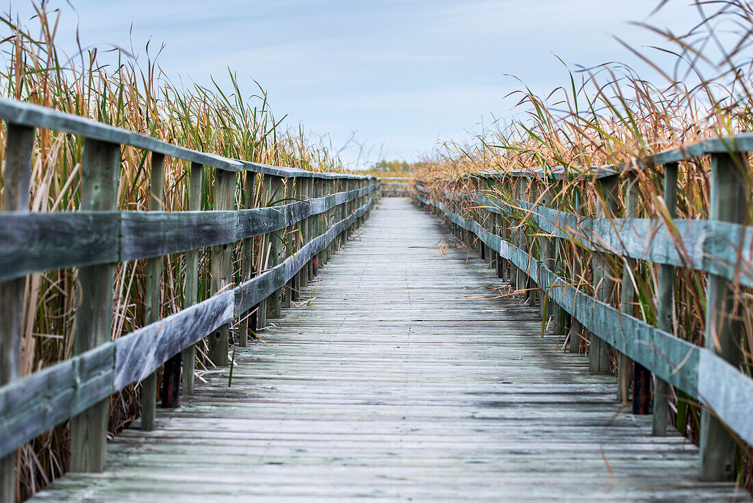 'A weathered wooden boardwalk lined with tall grasses; Riverton, Manitoba, Canada'