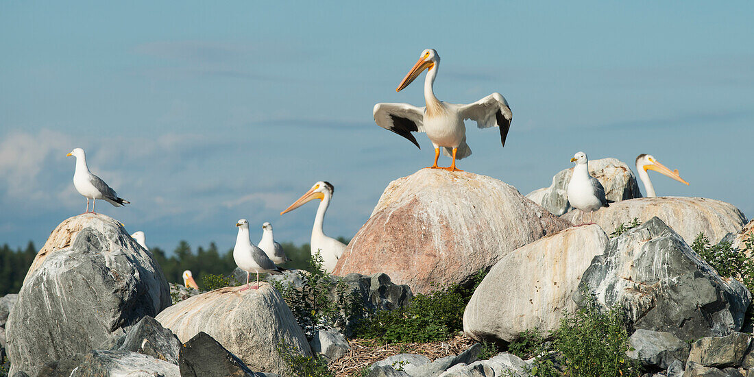 'Pelicans and seagulls perched on rocks; Kenora, Ontario, Canada'