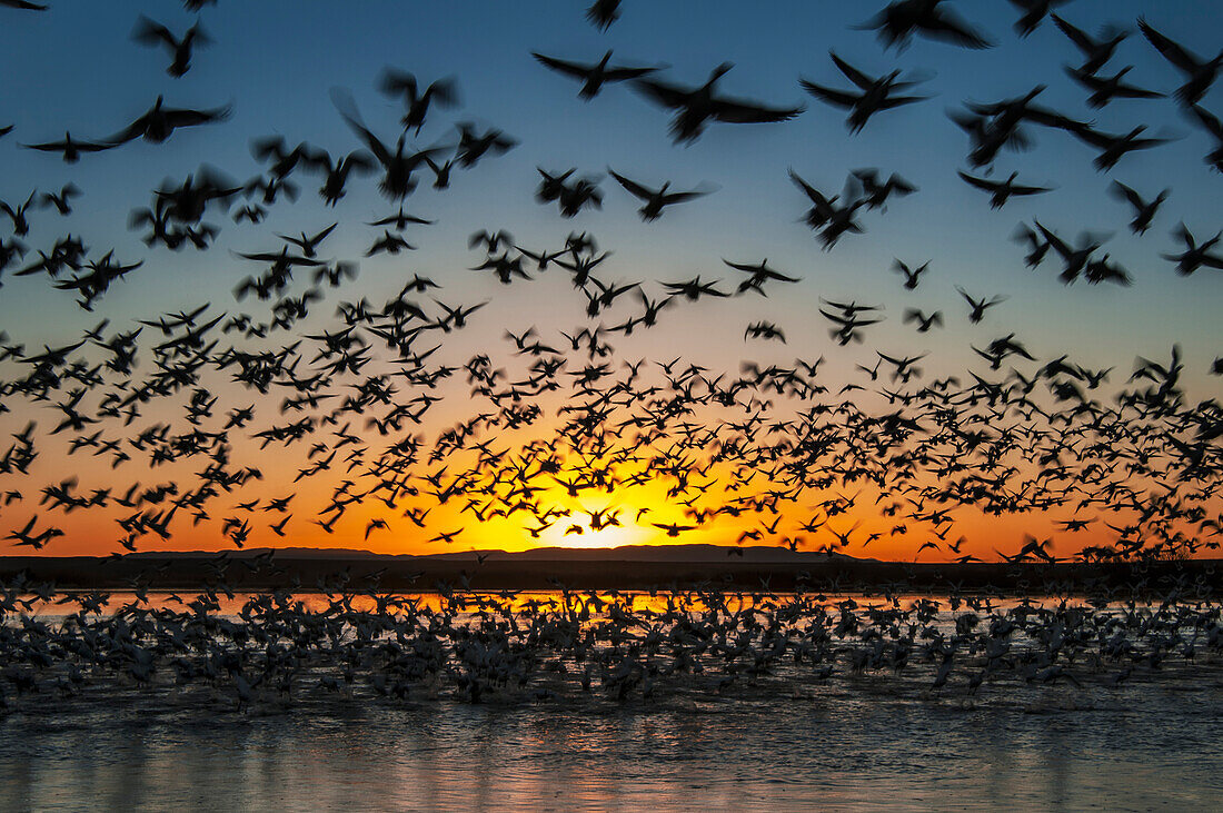 'Twenty thousand snow geese (Chen caerulescens) take flight at sunrise in Bosque del Apache National Wildlife Refuge; New Mexico, United States of America'