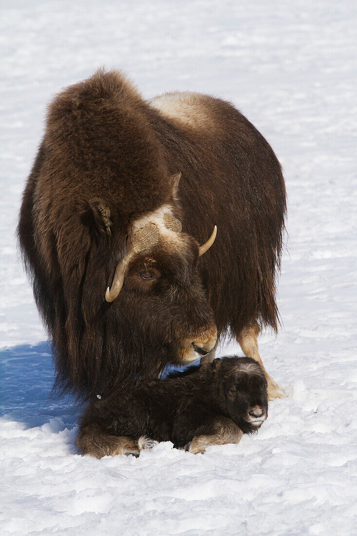 Captive at the Alaska Wildlife Conservation Center in Portage Alaska in Southcentral Alaska. A cow muskox and her newborn calf in snow. Was an early April birth for the calf. Muskoxen.