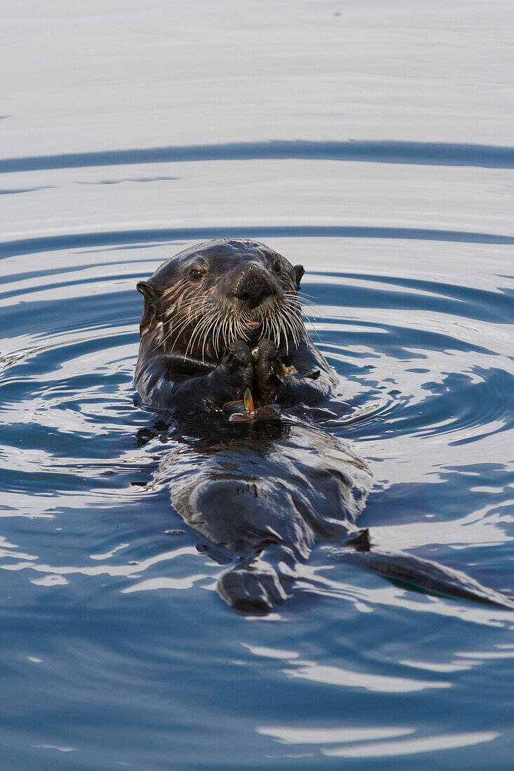 Sea Otter swimming in Harbor in Whittier, Southcentral Alaska, Spring