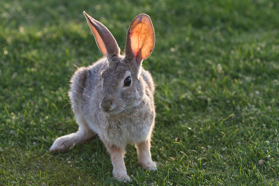 A cottontail rabbit in southern California in April, 2013. West Coast of America. Spring.
