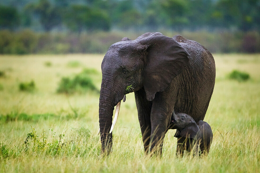 'Elephant baby nursing on her mother standing in the rain at the serengeti plains; south africa'