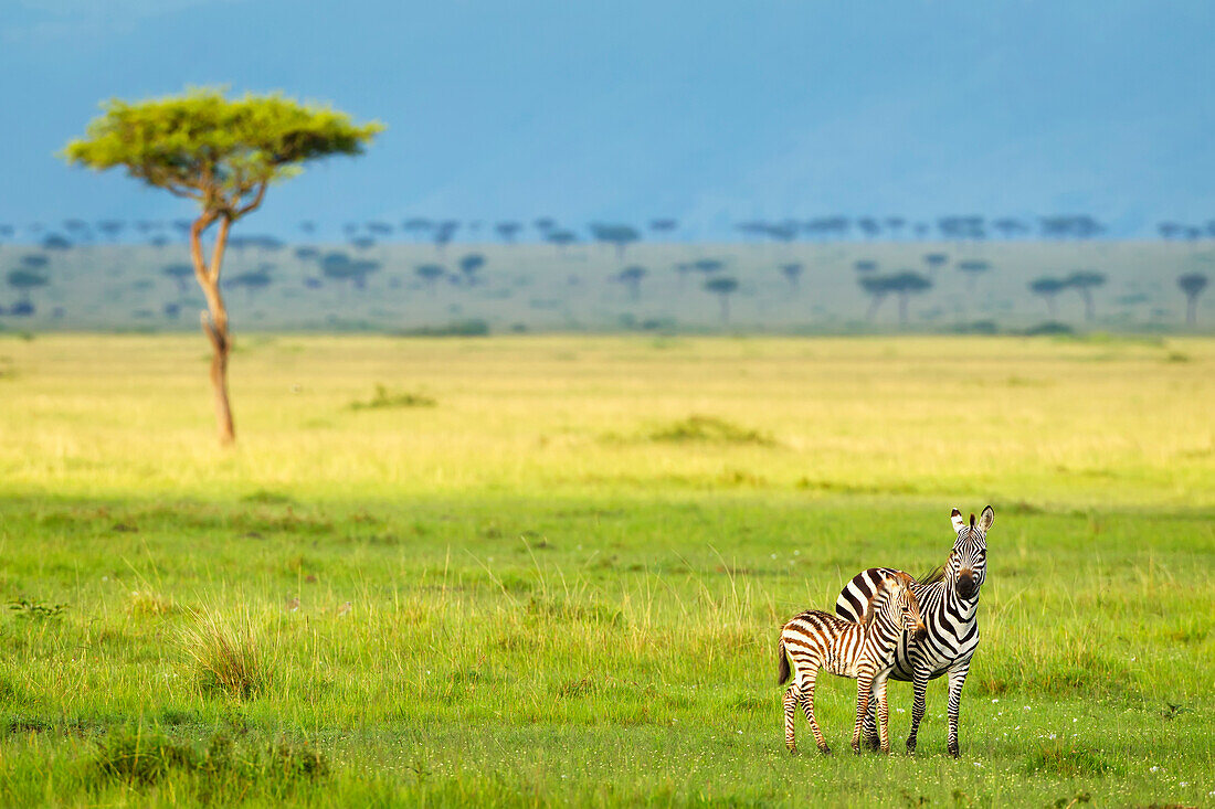 'Zebras on the serengeti plains; South Africa'