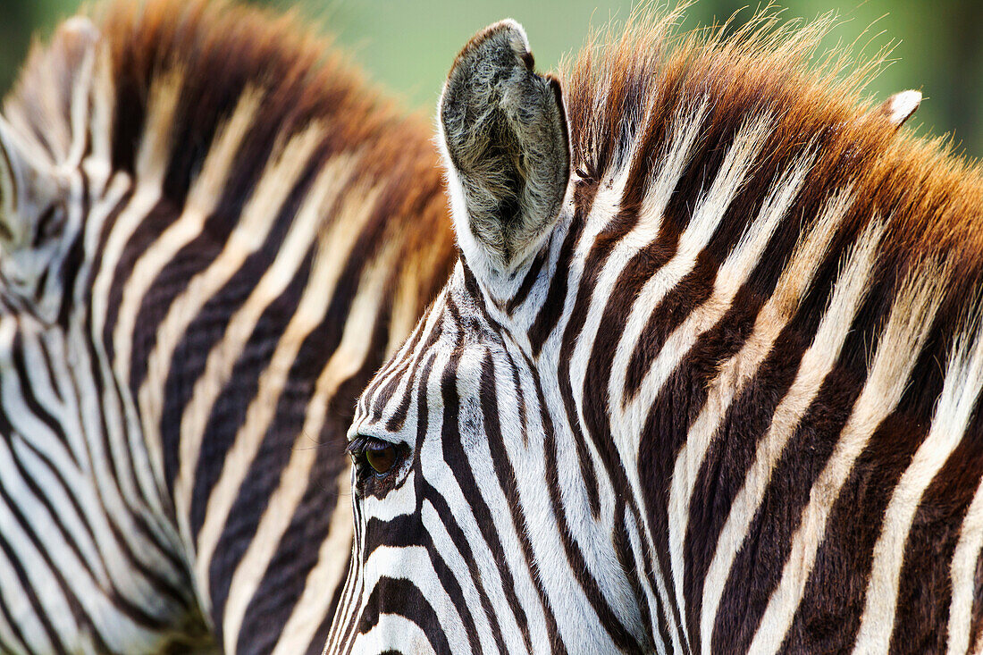 'Hide pattern of two zebras on the serengeti plains; Tanzania'