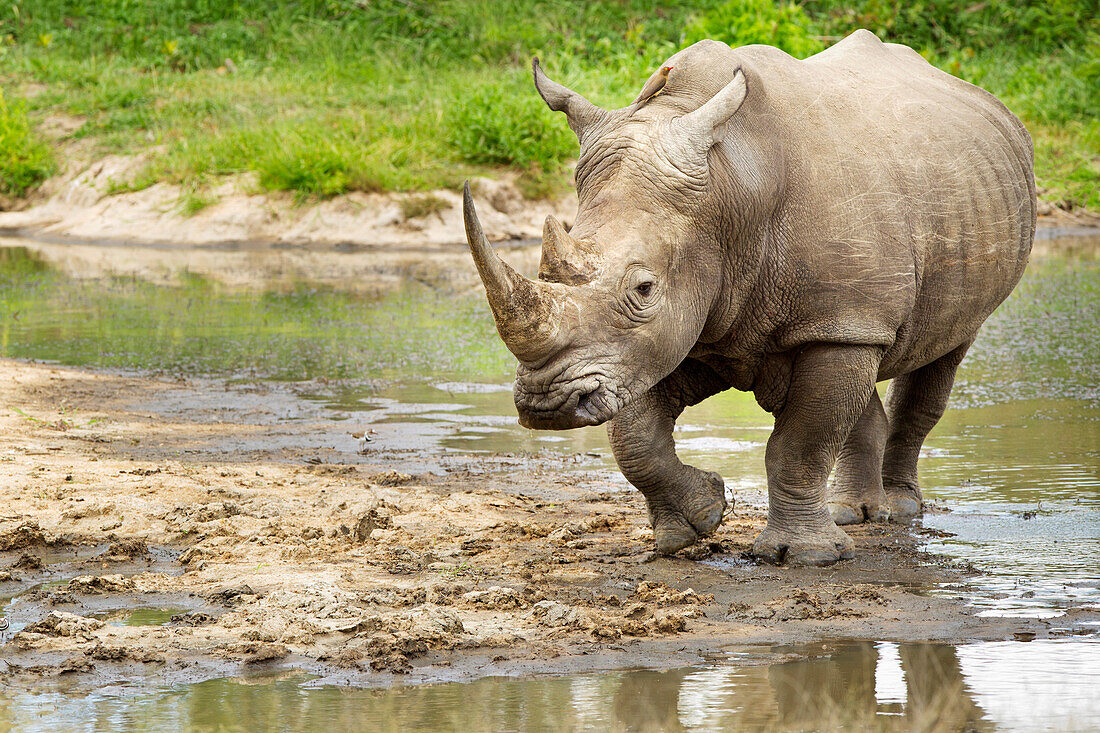 'Northern White Rhinoceros (Ceratotherium simum cottoni) at a watering hole, Gomo Gomo Game Lodge; South Africa'