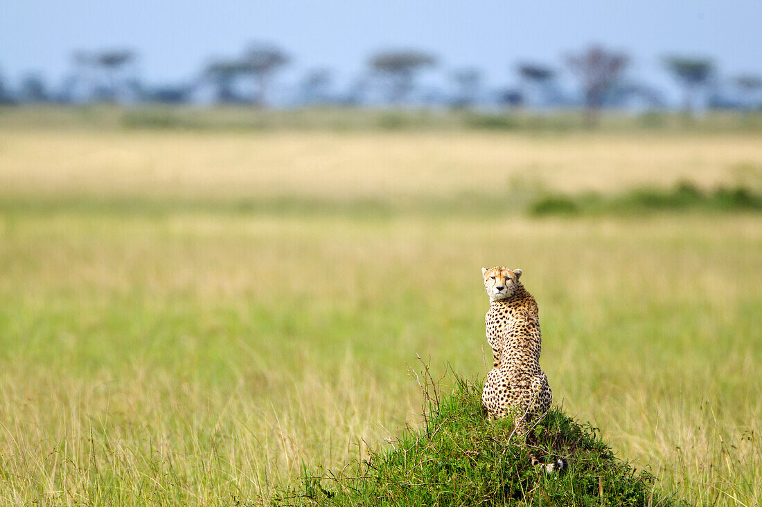 'Cheetah sitting in the serengeti plains landscape located in Tanzania with it's head turned back to the camera; Tanzania'