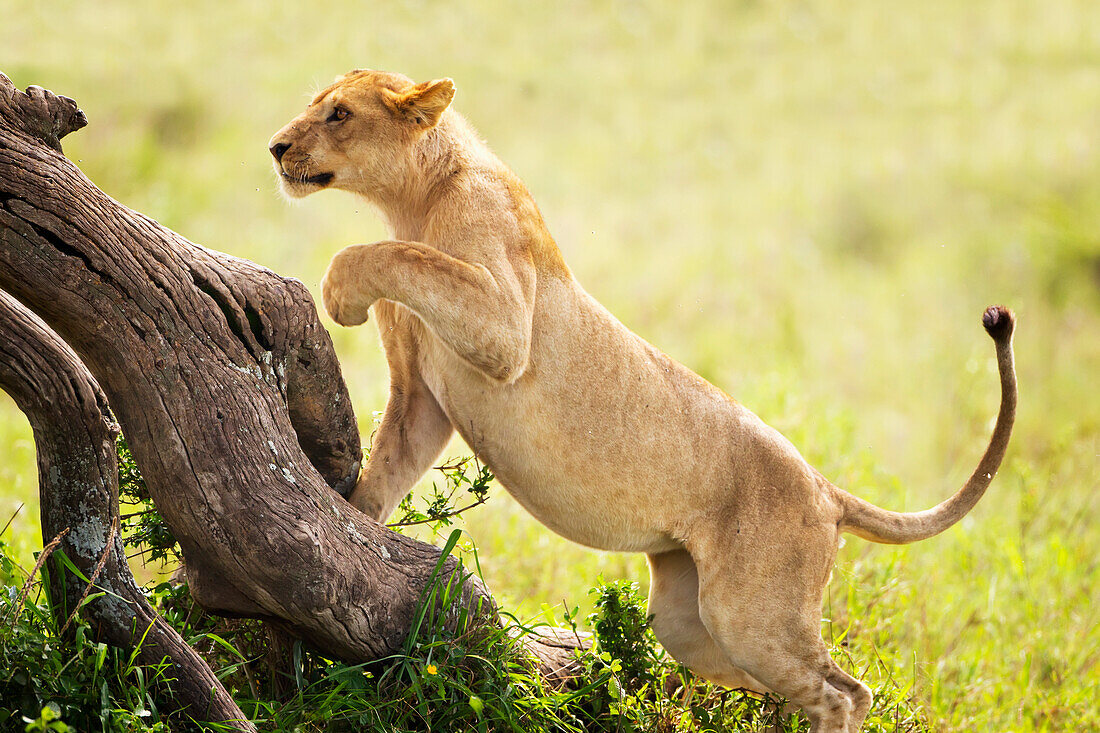 'Lioness chasing prey at the serengeti plains; Tanzania'