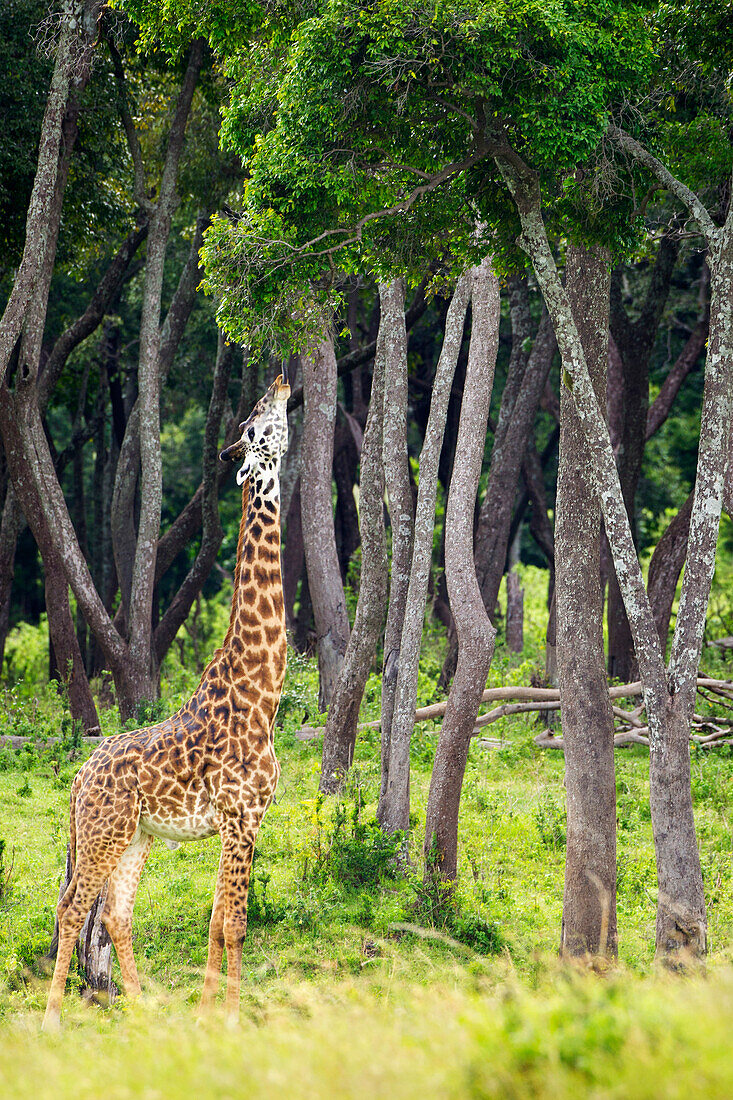 'Giraffe eating tree leaves, located at the Serengeti Plains; Tanzania'