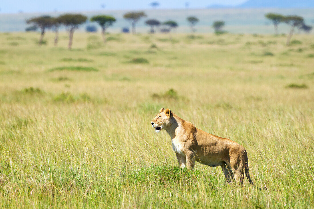 'Lioness surveying the land at the serengeti plains; Tanzania'
