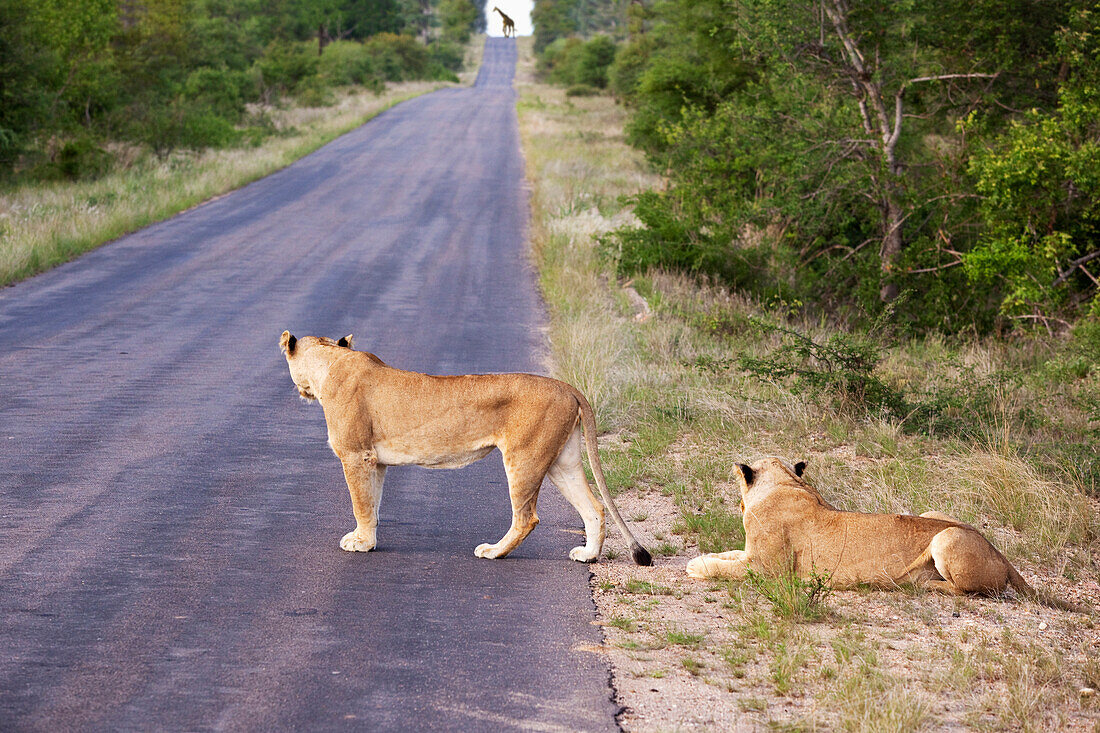 'Two female lioness looking down the long road at a distant giraffe, gomo gomo game lodge; South Africa'