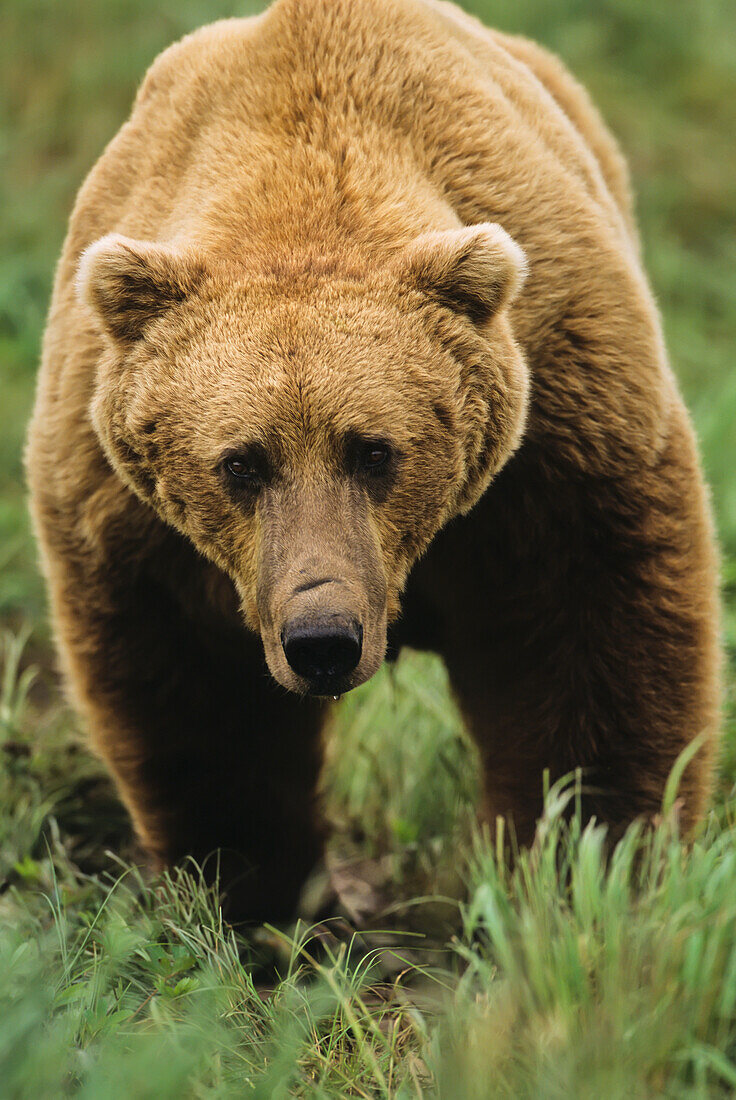 'Brown bear (Ursus arctos) male standing in a meadow, McNeil River State Game Sanctuary; Alaska, United States of America'
