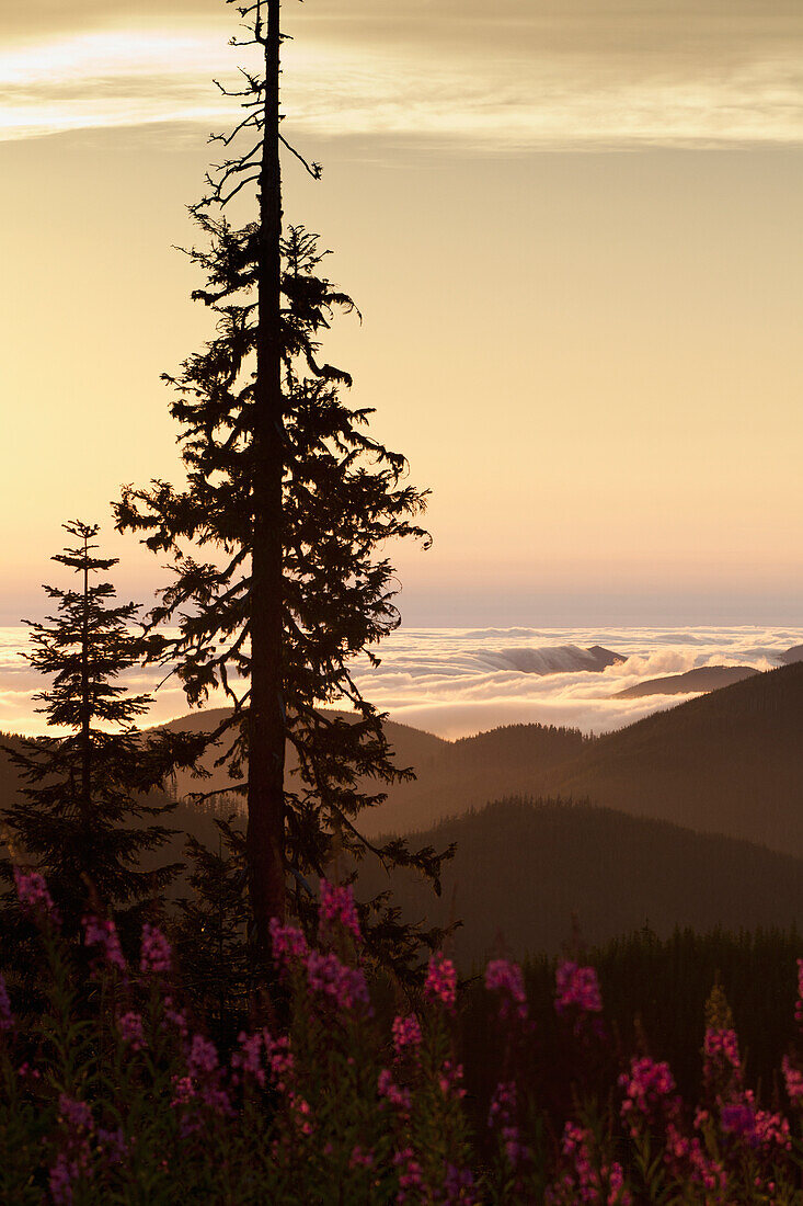 'Fog rolling into the Sol Duc Valley below Fireweed and Conifer; Washington, United States of America'