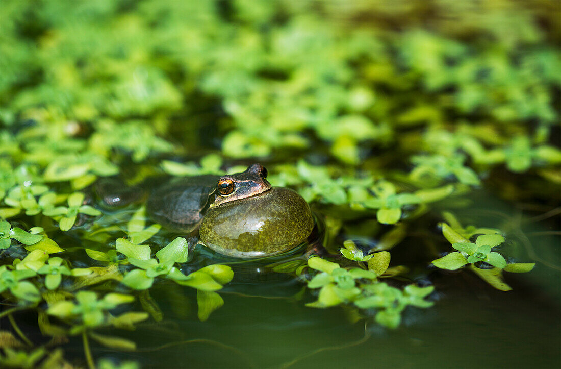 'Pacific tree frog (Pseudacris regilla) calls in a pond; Astoria, Oregon, United States of America'