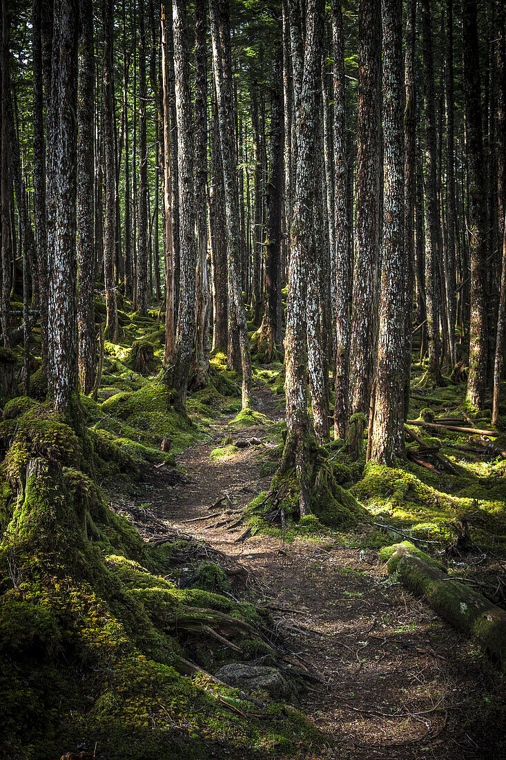 'Trail through the rainforest outside of Cordova, Southcentral Alaska; Alaska, United States of America'