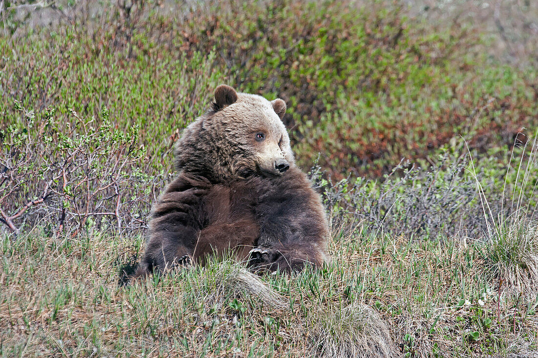 'Brown Bear (Ursus arctos) near park road in Denali National Park, early summer, Interior Alaska; Alaska, United States of America'