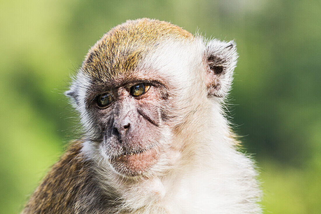 Crab-eating macaque or long-tailed macaque (Macaca fascicularis), Siuhan, Lake Toba, North Sumatra, Indonesia