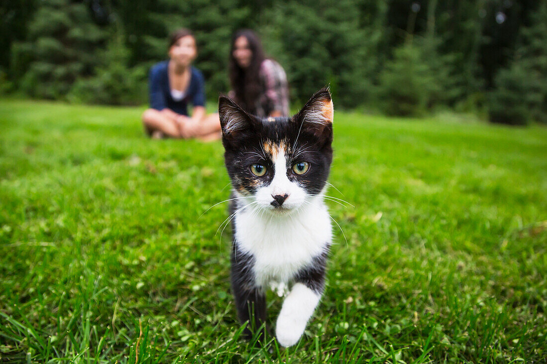 'Calico kitten coming towards camera on the grass with two girls sitting in the background; Sherwood Park, Alberta, Canada'