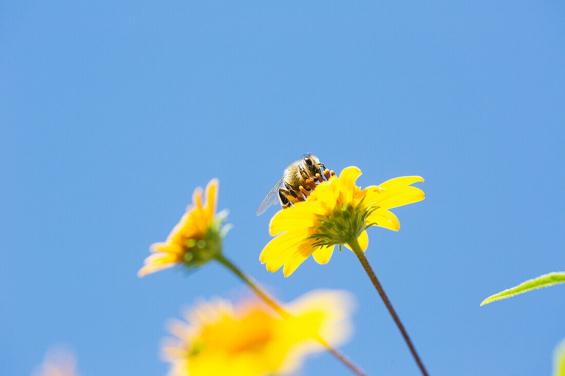 Eine Biene ist mit dem Bestäuben von Blumen beschäftigt, während sie Pollen sammelt; Bolivien'