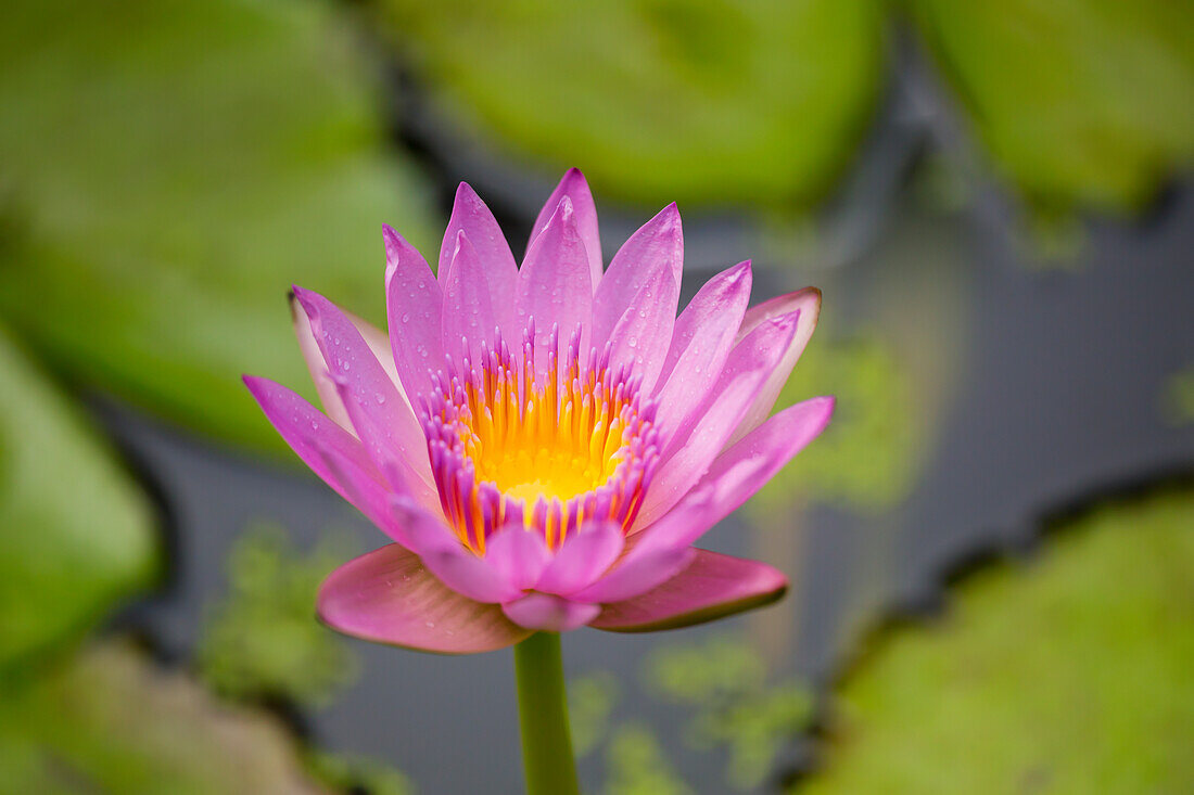 'Pink water lily; Paia, Maui, Hawaii, United States of America'