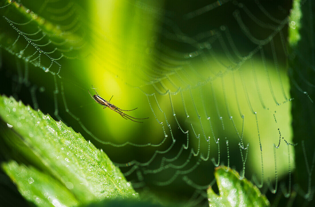 'A spider waits in her web; Astoria, Oregon, United States of America'