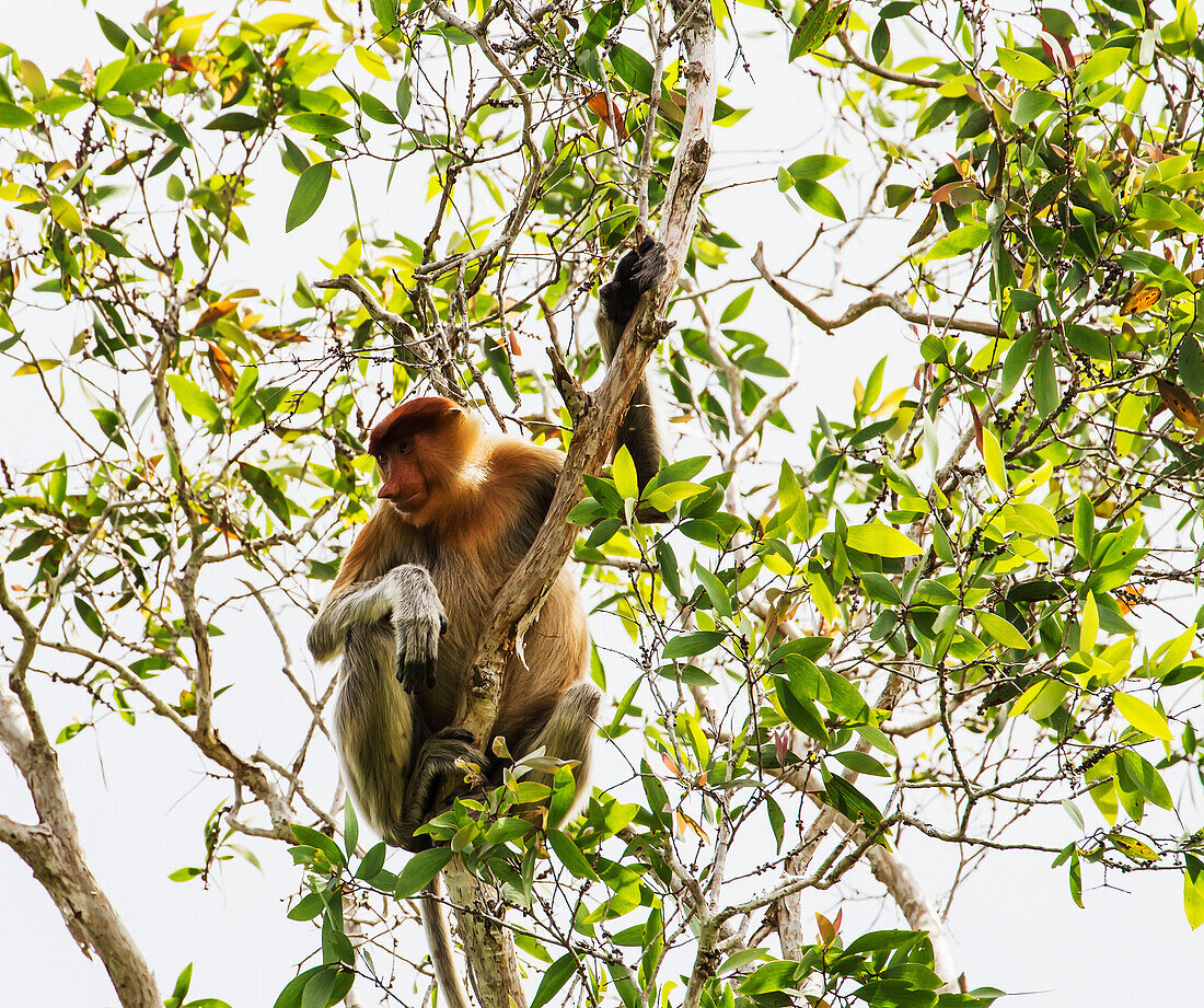 Proboscis monkey or long-nosed monkey (Nasalis larvatus) in Tanjung Puting National Park, Central Kalimantan, Borneo, Indonesia