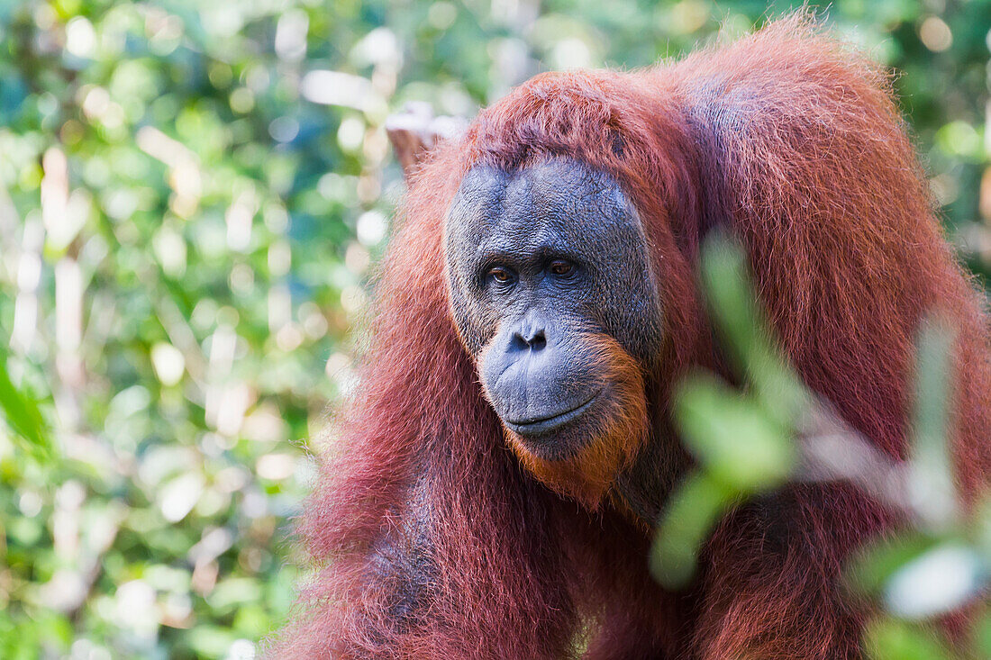 Male Bornean orangutan (Pongo pygmaeus) at Pondok Tanggui, Tanjung Puting National Park, Central Kalimantan, Borneo, Indonesia