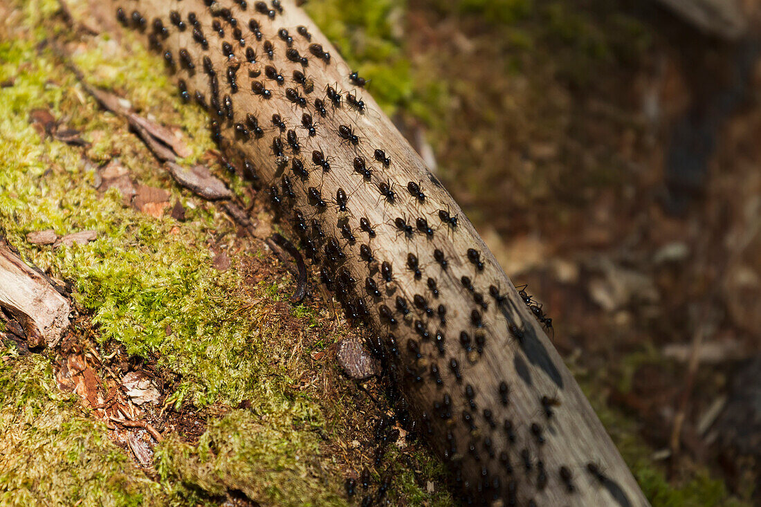 Ants in Tanjung Puting National Park, Central Kalimantan, Borneo, Indonesia