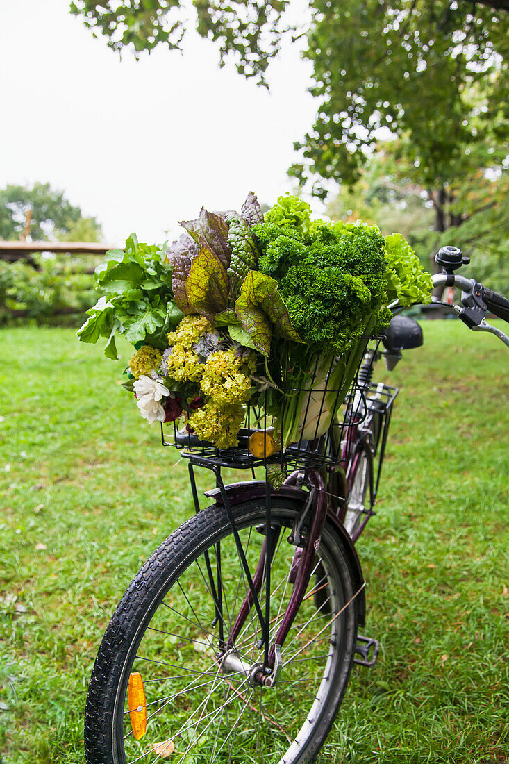 'A bicycle basket loaded with fresh vegetables from a farmer's market; Toronto, Ontario, Canada'