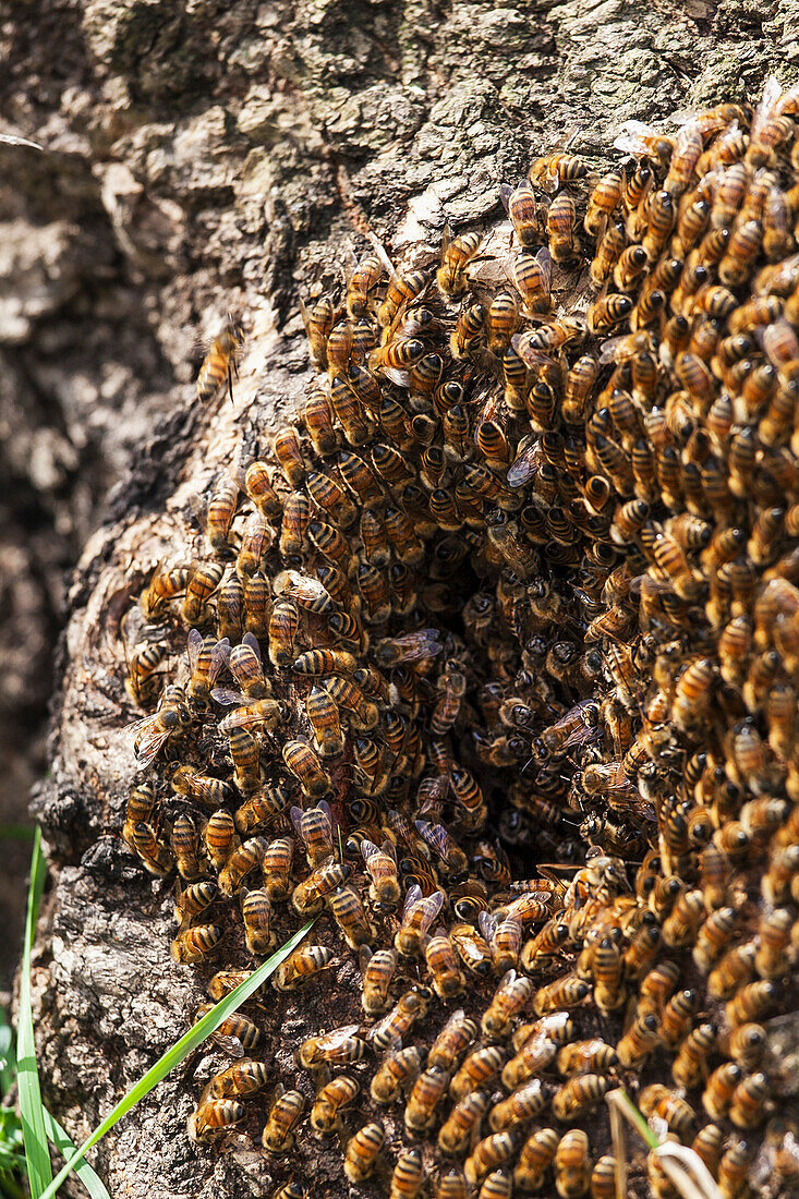 'Wild honey bees in a hollow tree (Apis mellifera); Toronto, Ontario, Canada'