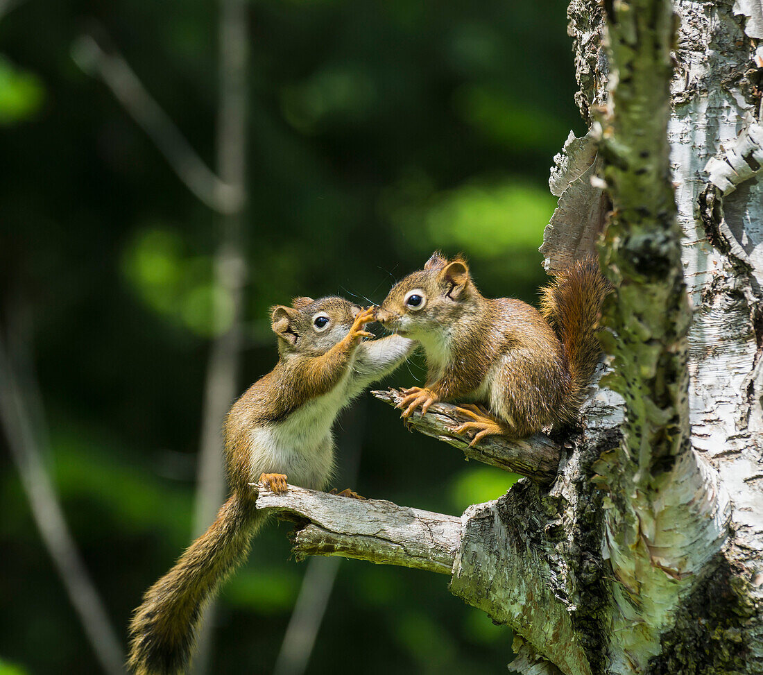 'Two baby red squirrels (Sciurus Vulgaris) playing in a tree; Ontario, Canada'