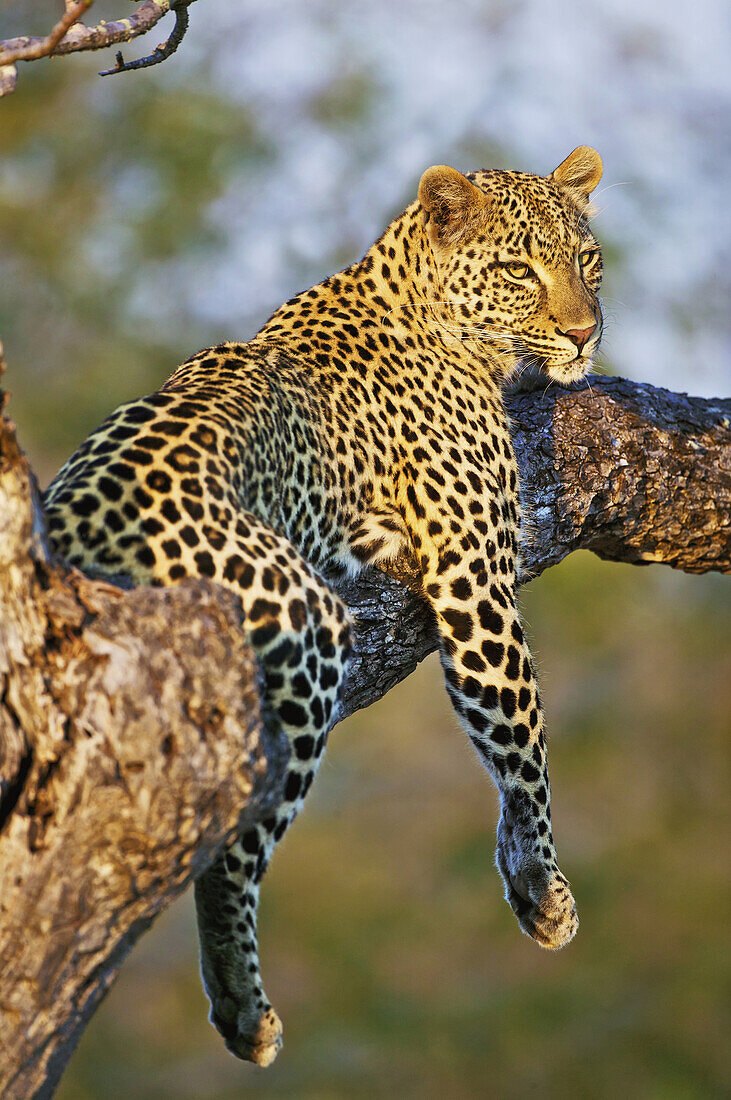 'Leopard (Panthera pardus) relaxes in a tree in the late afternoon sunshine, Kruger National Park; Limpopo, South Africa'