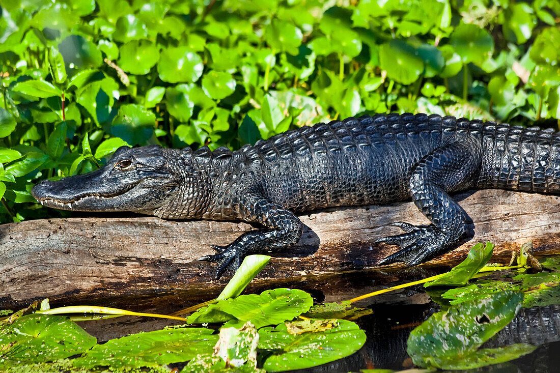 'Close up of American Alligator (Alligator mississippiensis) resting on a log in St. Johns River, Blue Spring State Park; Orange City, Florida, United States of America'
