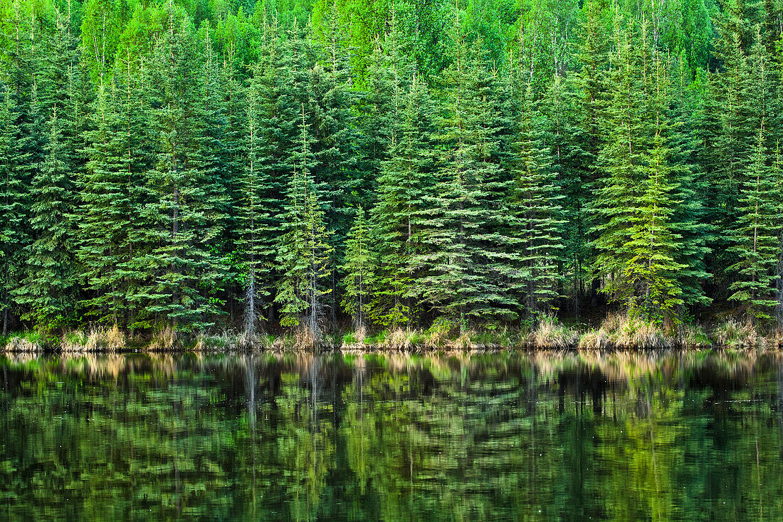'Fresh greens of boreal forest reflect on Beaver Pond, Chena River State Recreation Area; Fairbanks, Alaska, United States of America'