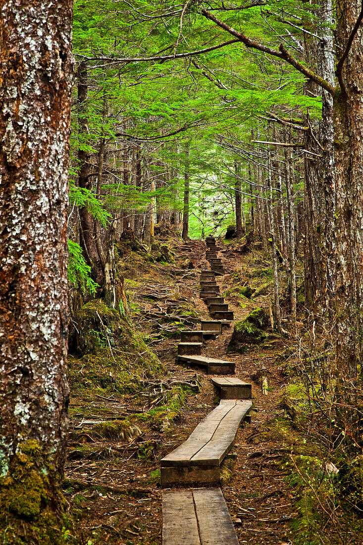 'A boardwalk through the mossy rainforest, Gavan Hill Trail; Sitka, Alaska, United States of America'